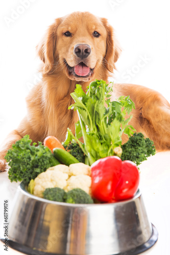 Golden Retriever Dog Food