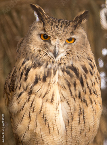 portrait of an owl in the park