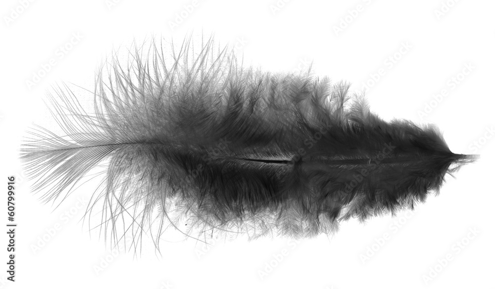 Black feather on a white background Black feather on a white background