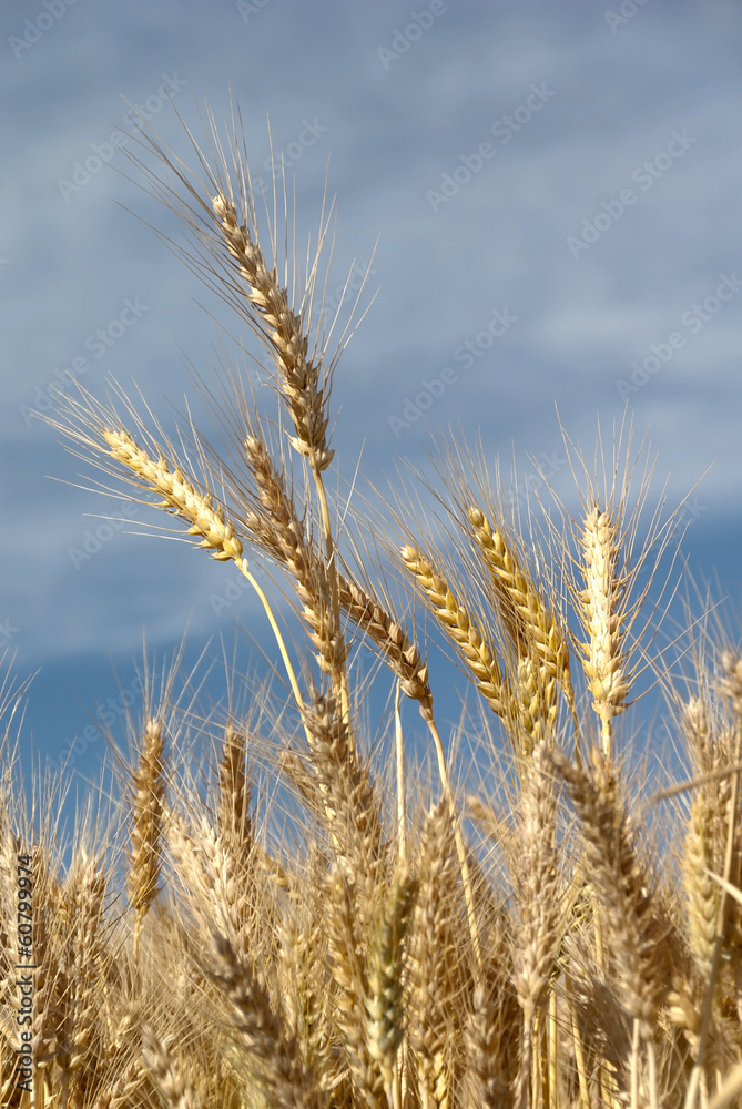 Wheat Against Sky Wheat Against Sky