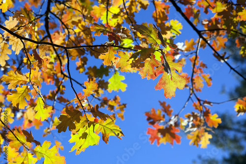 Detail of Fall Oak Leaves © Terrance Emerson