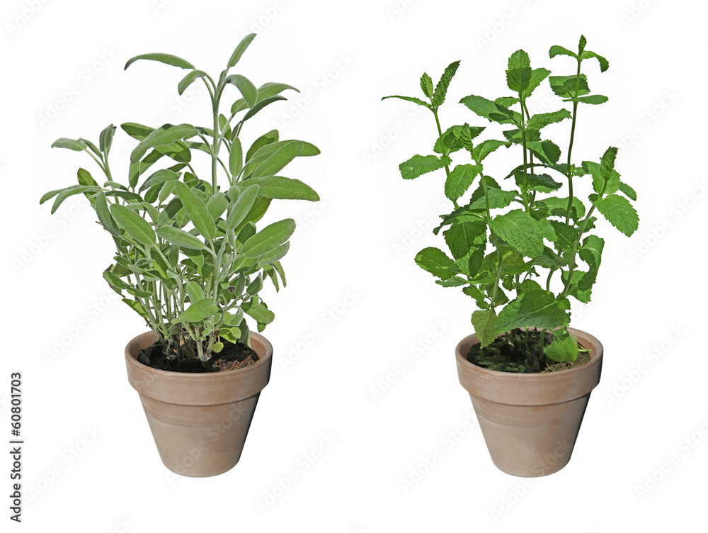 verveine et menthe en pot verveine et menthe en pot