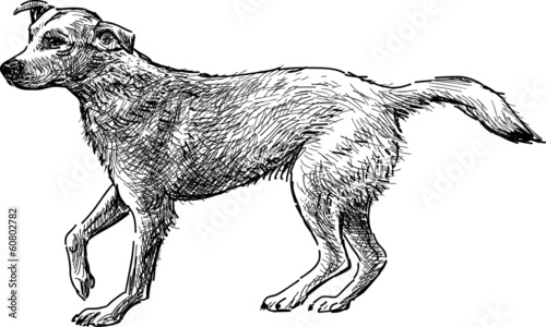 sketch of dog