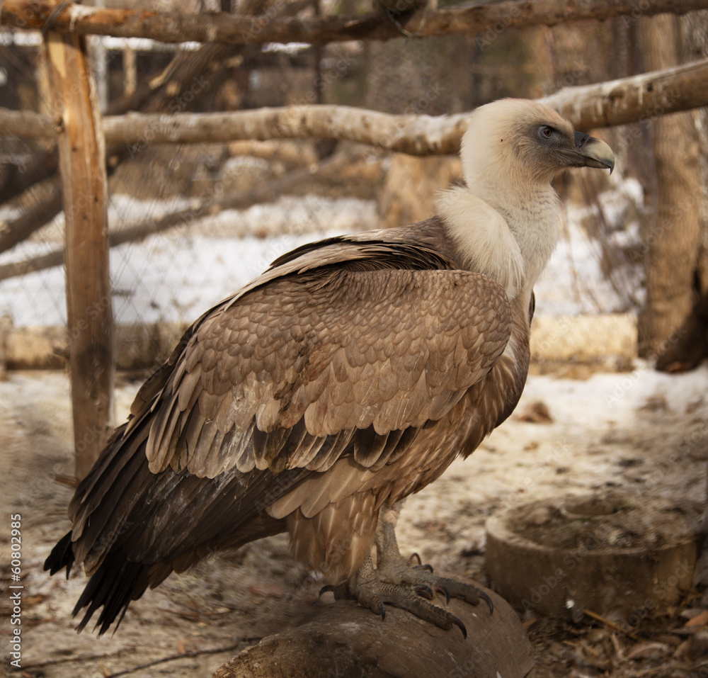 Obraz premium vulture