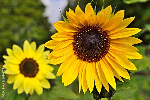 Fototapeta Naklejka Na Ścianę i Meble -  Sonnenblume