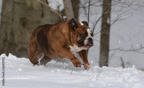 bulldog playing in the snow