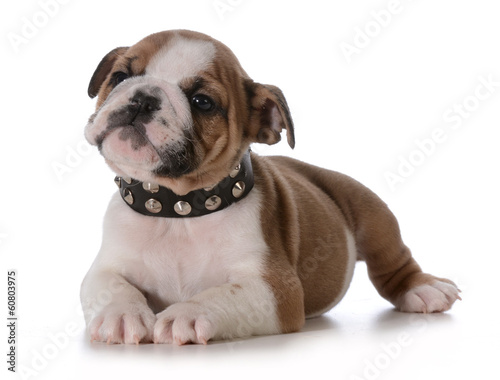 bulldog puppy