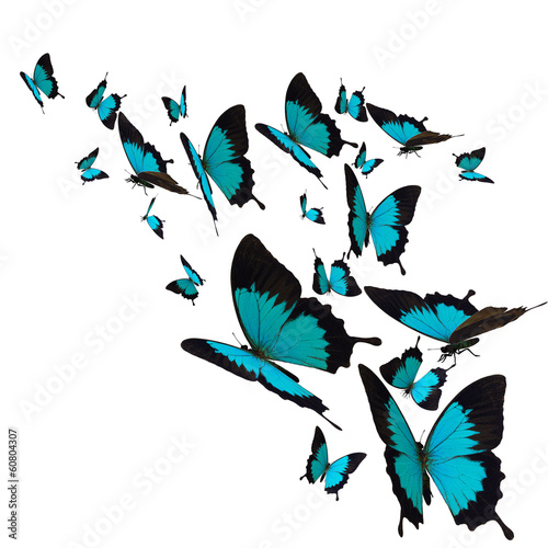 group of butterflies, isolated on white background