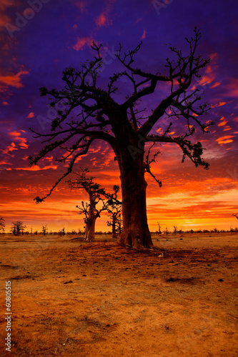 Africa sunset in Baobab trees colorful