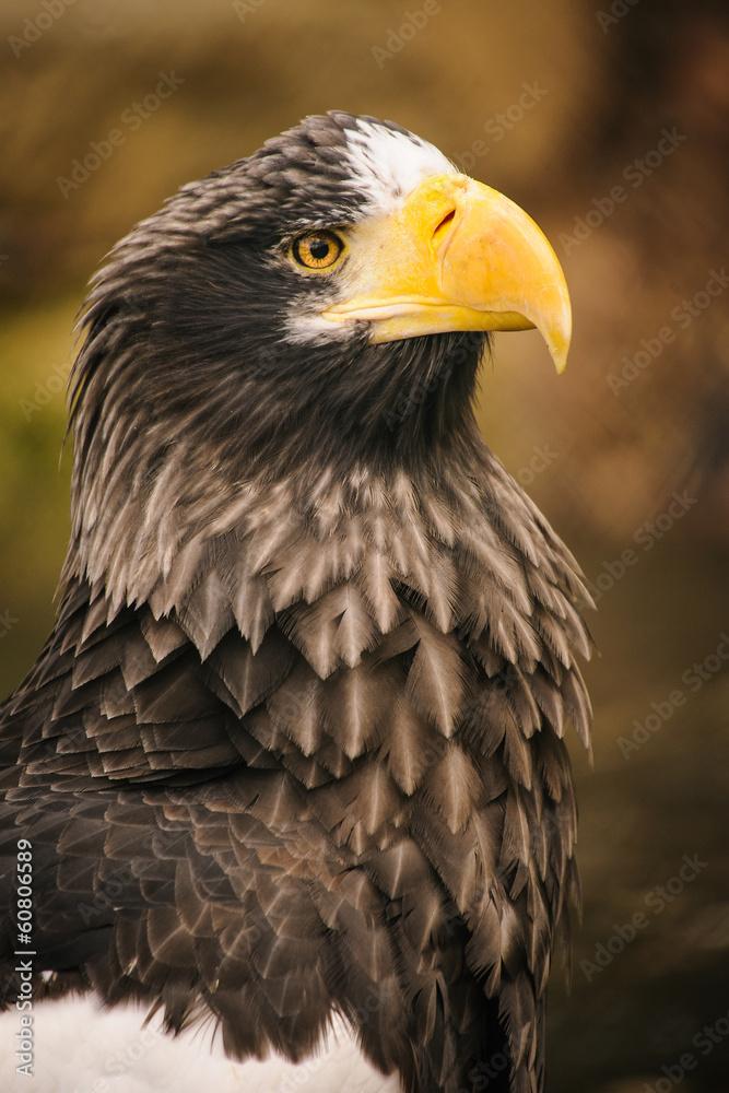 Proud eagle Proud eagle