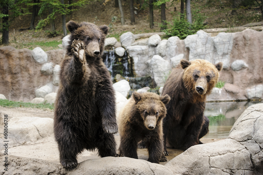 Fototapeta premium Kamchatka bear