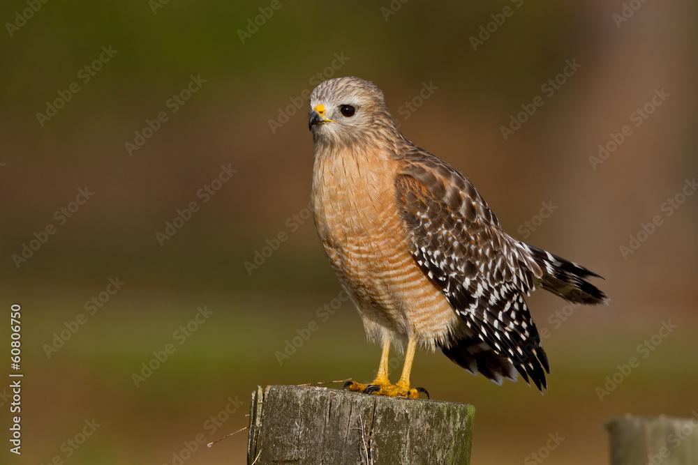 Red-shouldered Hawk (Buteo lineatus) Red-shouldered Hawk (Buteo lineatus)