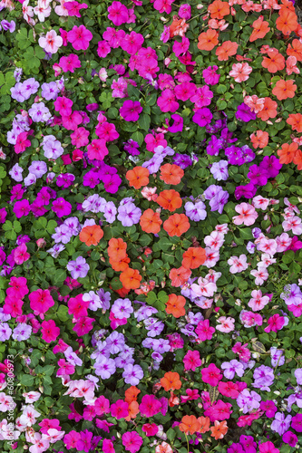 Impatiens