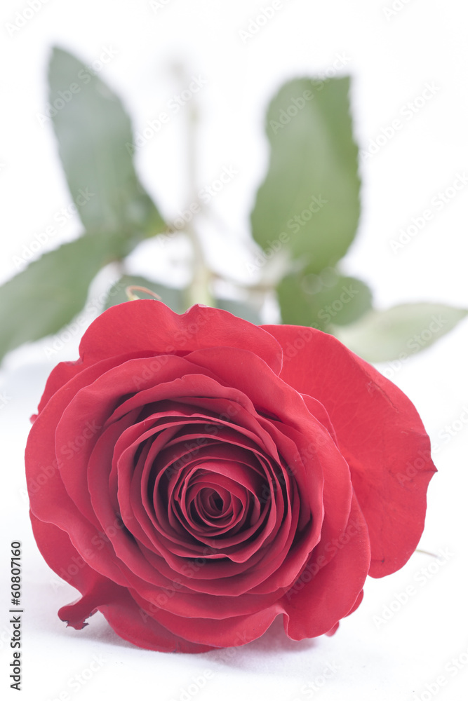 Naklejka premium rose