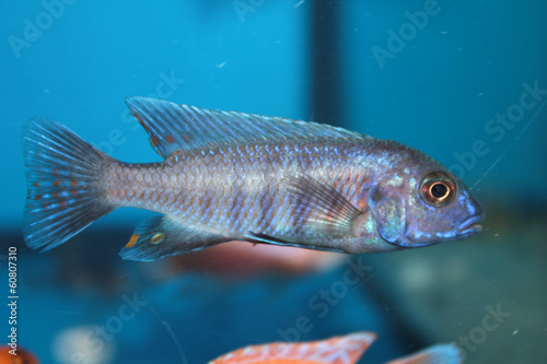 Blue morph of zebra mbuna (Pseudotropheus zebra) aquarium fish © kazakovmaksim