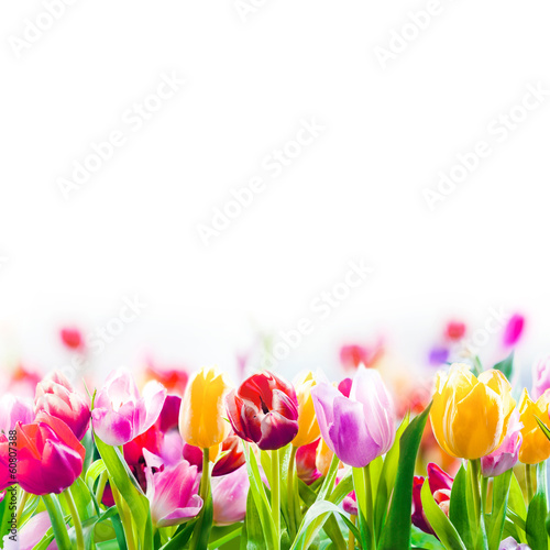 Colourful spring tulips on a white background