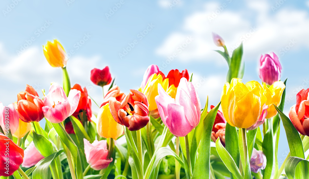 Fototapeta Beautiful botanical background of spring tulips