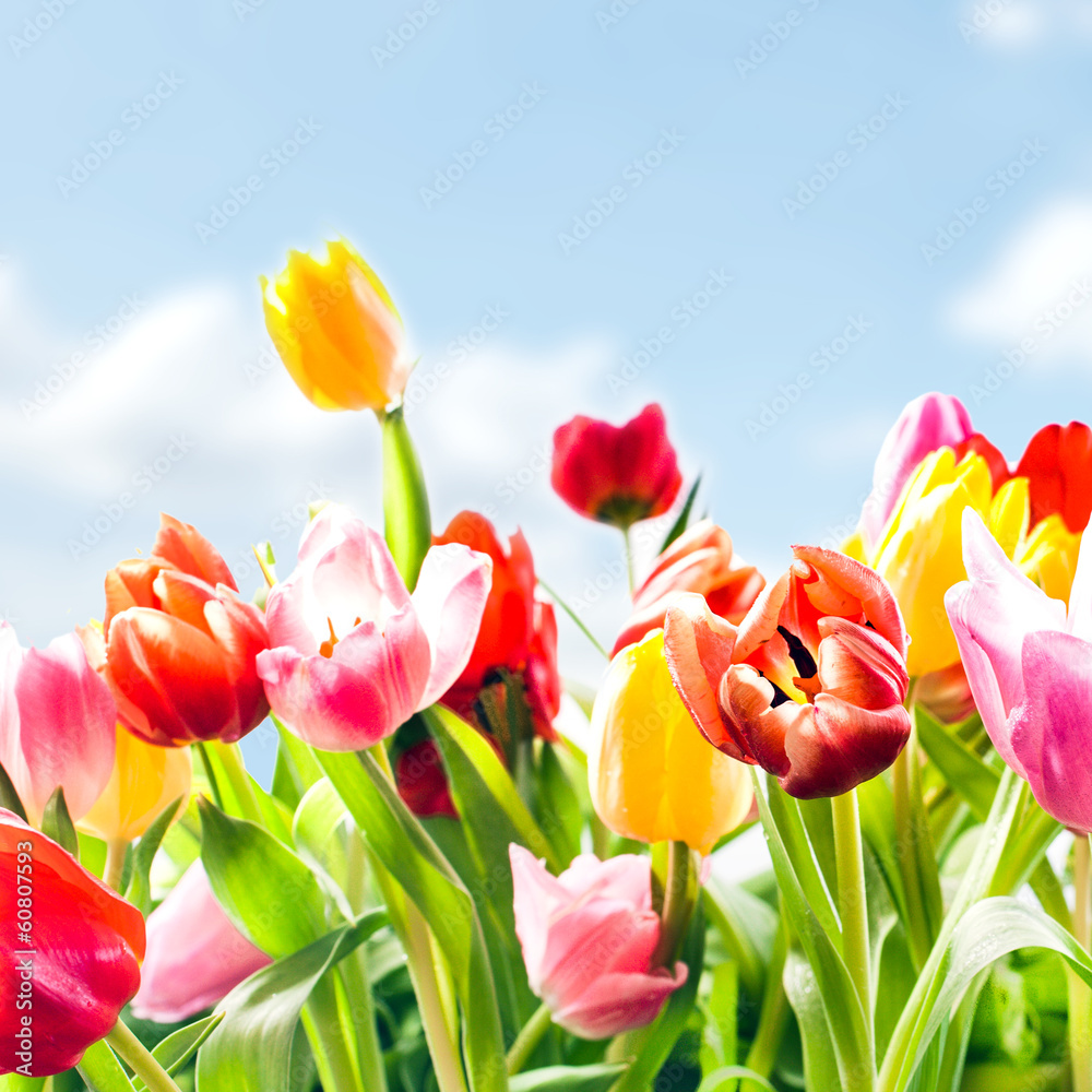 Fototapeta Beautiful fresh tulips in vibrant colours