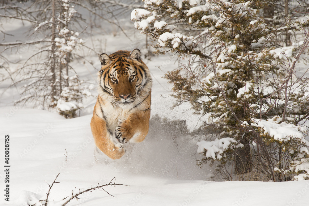 Fototapeta premium Siberian Tiger running in snow