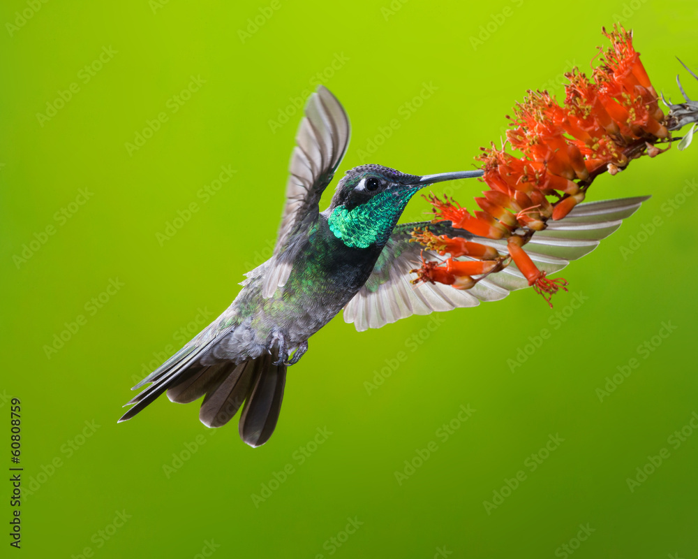 Fototapeta premium Male Magnificent Hummingbird