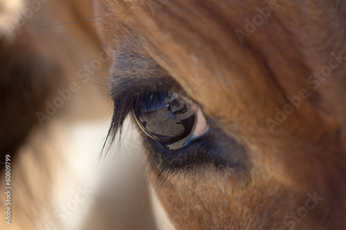 eye cows photo