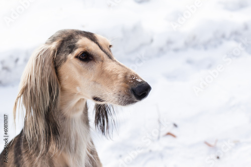 Grey saluki portrait