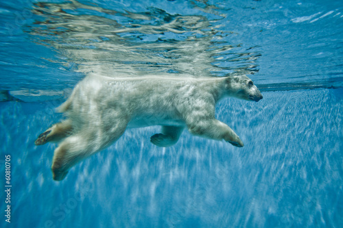 Thalarctos Maritimus (Ursus maritimus) - Polar bear