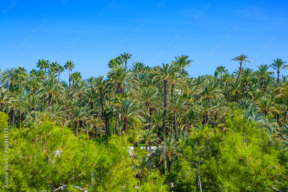 Elche Elx Alicante el Palmeral with many palm trees