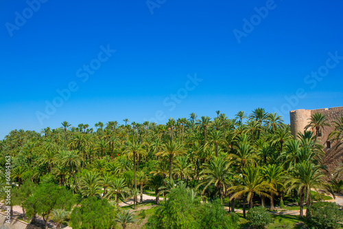 Elche Elx Alicante el Palmeral with many palm trees