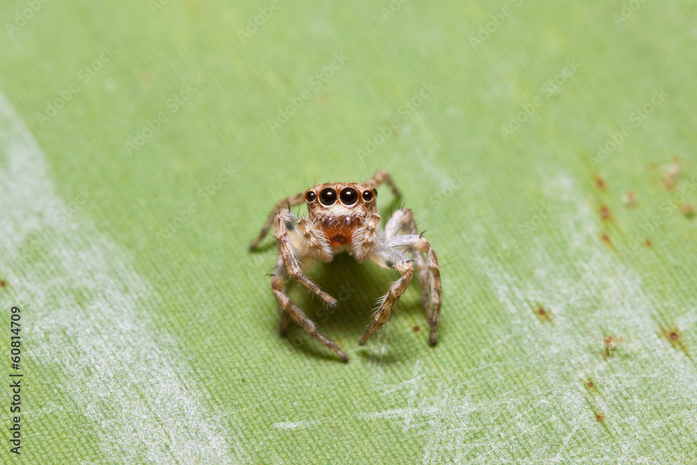 Obraz premium the little spider 