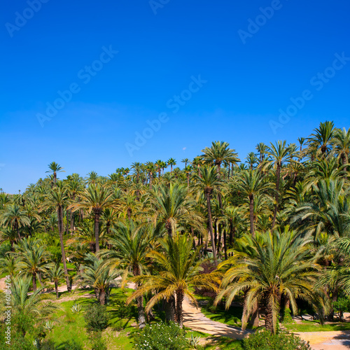 Elche Elx Alicante el Palmeral with many palm trees