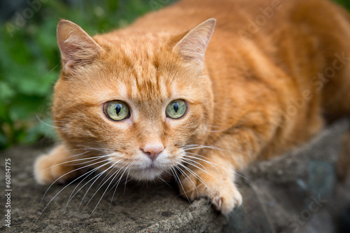 Wallpaper Mural Red cat on the hunt for prey. Selective focus. Torontodigital.ca