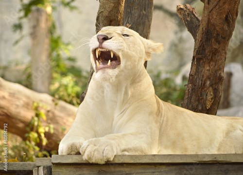 Satisfied lioness displays fangs after lunch