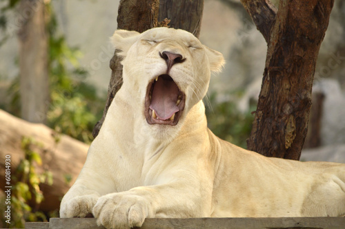 Fototapeta Naklejka Na Ścianę i Meble -  Yawning lioness after lunch
