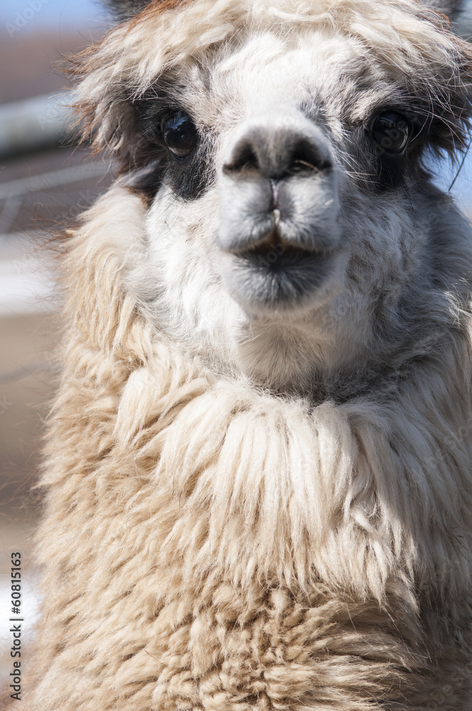 Obraz premium アルパカ