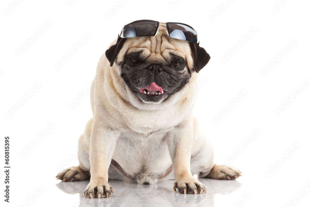 Pug dog with sunglasses