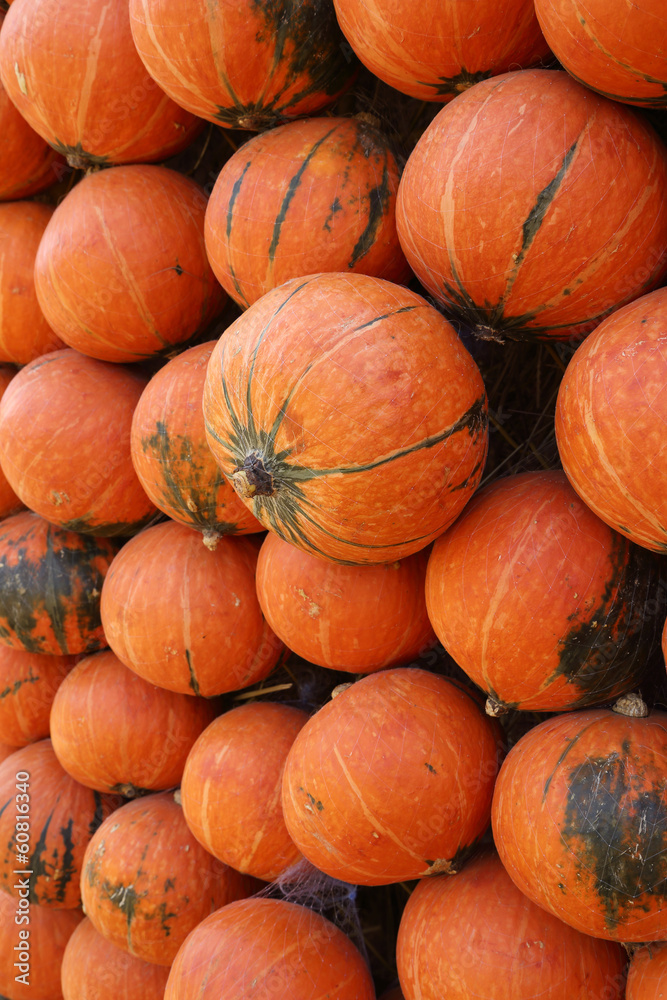 pumpkin pumpkin