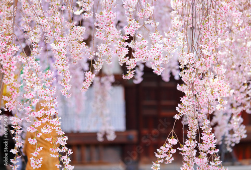 Weeping sakura with japanese temple background Fototapeta