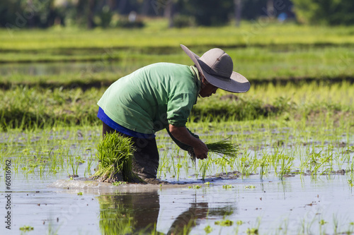 Rice field