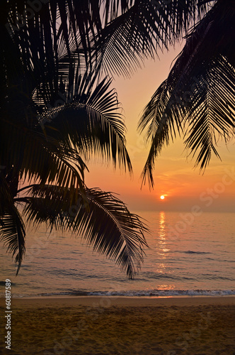 Palm leaves in sunset light, Thailand