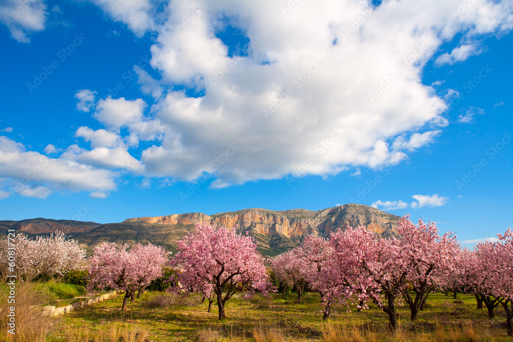 Mongo in Denia Javea in spring with almond tree flowers Mongo in Denia Javea in spring with almond tree flowers