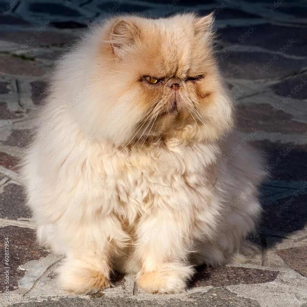 old red Persian cat