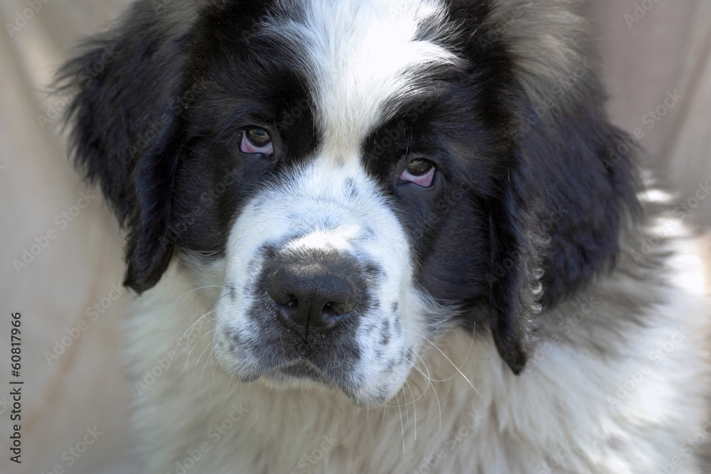 St. Bernard puppy