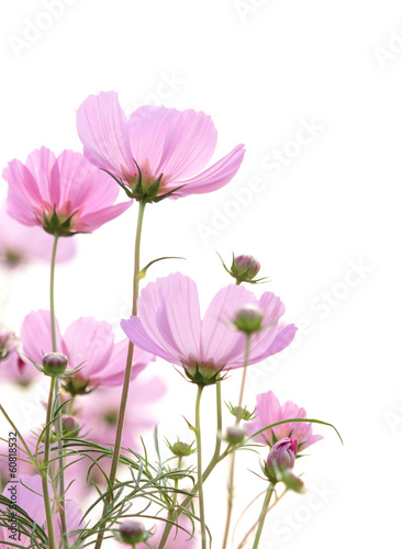 cosmos flowers isolated on white