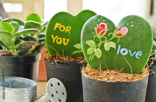 Heart shaped plant (Kerrii Hoya)