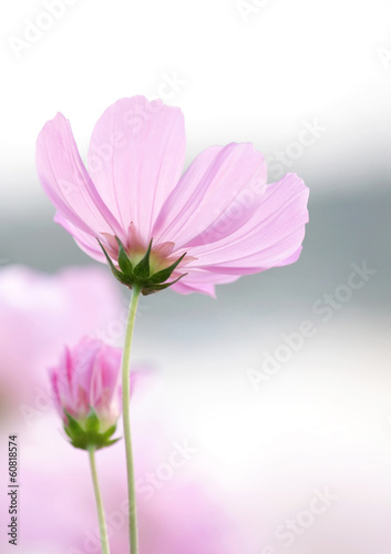 cosmos flowers © aopsan