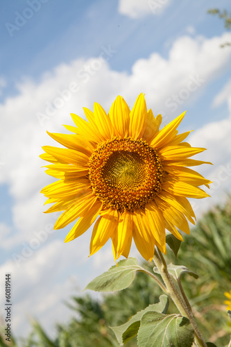 Sunflower on a background of cloudy sky