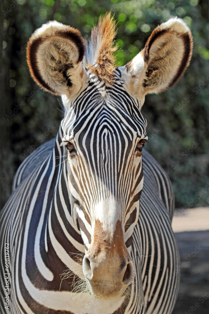 Naklejka premium Portrait of a common zebra