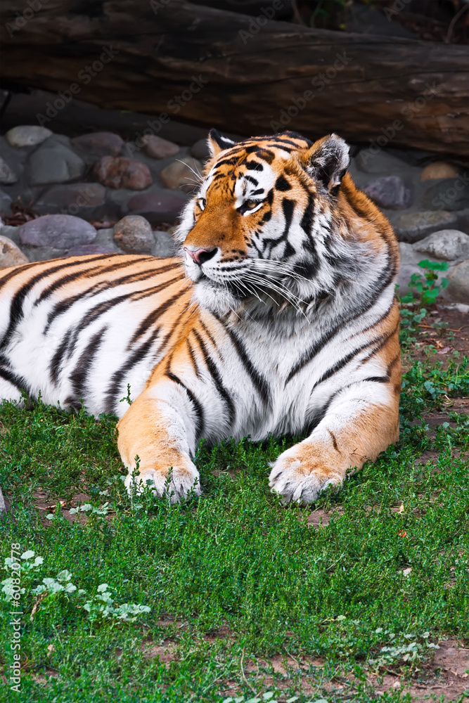 Tiger Tiger