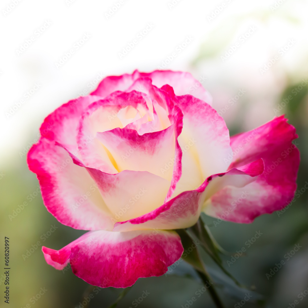 Pink rose